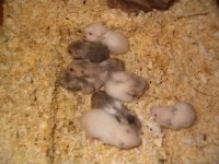 Hamstergruppe.jpg