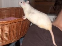 Ratties 004.jpg