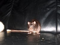 Ratties 018ff.jpg