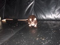 Ratties 015.jpg