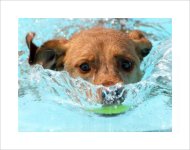 hund_schwimmend.jpg