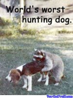 funny-dogs-v.jpg