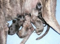 Puppiesborn01-1.jpg