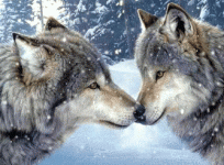 wolf_0140.gif