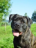 Cane Corso2.jpg