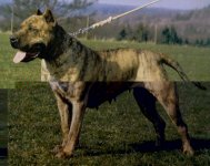 Sheila_Dogo_Canario_Alano_Presa__7_.jpg