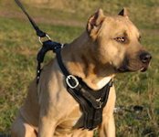 harness-American-Staffordshire-Terrier-harmess-staf .jpg