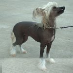 Chinese_Crested_Dog_600.jpg