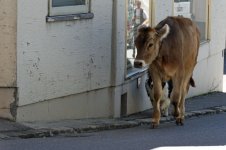 278_appenzell009.jpg