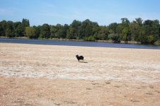 14Hund an der Loire3.JPG