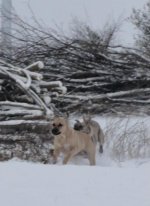 Schneehunde.jpg