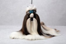 shih_tzu_930.jpg