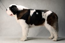 st_bernard_600.jpg