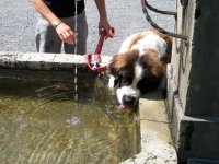 Orla-Ballenberg-Brunnen_20070814_mq.jpg