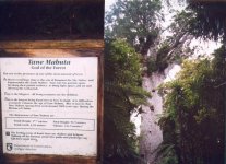 Tane Mahuta.jpg