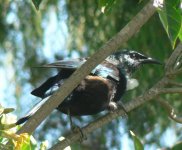 Tui having lunch 009.jpg