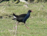 Pukeko 002.jpg