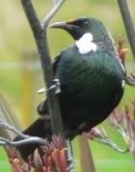 Tui in the flax.jpg