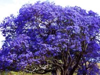 jacaranda_tree.jpg