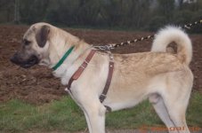 kangal treffen 2..jpg