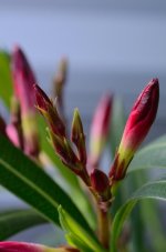 Oleander_03.JPG