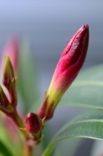 Oleander_04.JPG