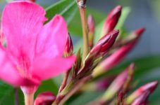 Oleander_05.JPG