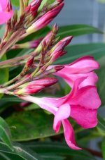 Oleander_06.JPG