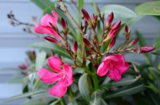 Oleander_07.JPG