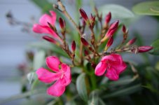 Oleander_08.JPG