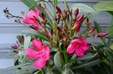 Oleander_09.JPG