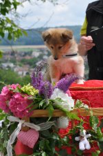 Sheltie-Zughund1_20140712_mq.jpg