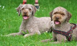 Lagotto Treff 049.jpg