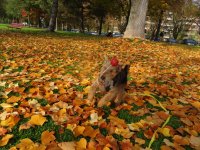 Herbst beim YCL 20.10.15 023.JPG