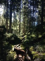 Wald.jpg