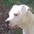 Dogo Argentino